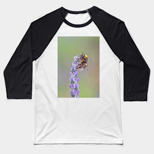 Bumblebee on a Lavender Flower Baseball T-Shirt